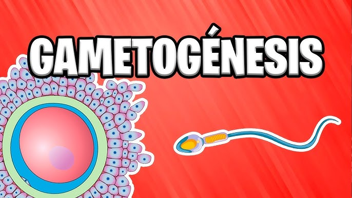 Ilustración didáctica que representa los dos tipos principales de células reproductivas, también conocidas como gametos. A la izquierda, vemos un óvulo, que es el gameto femenino, y a la derecha, un espermatozoide, que es el gameto masculino. El título "GAMETOGÉNESIS" en la parte superior indica que el proceso general de formación de estas células es el tema principal.